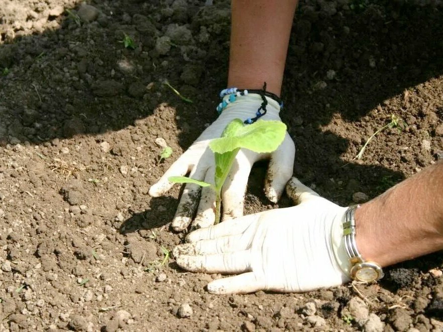 Hände in weißen Latexhandschuhen pflanzen ein kleines grünes Pflänzchen in den Boden.